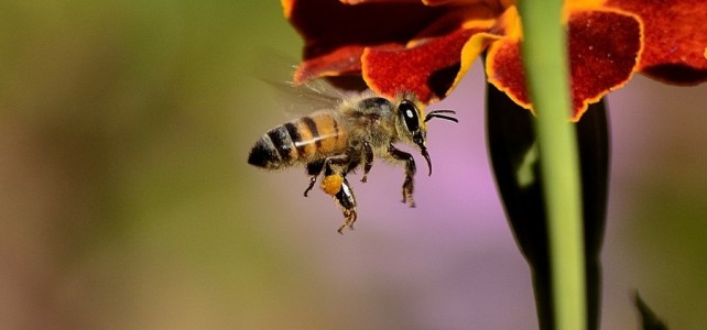 Vortrag für die Unter- und Mittelstufe: Honigbienen