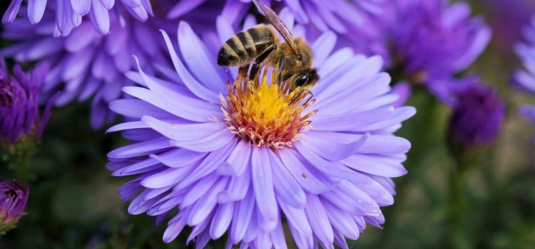 Tagebuch einer Biene – Ein Film über Honigbienen ab 7. Oktober 2021 im Kino